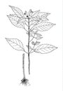 Galeopsis speciosa botanical illustration