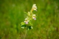 Galeopsis speciosa mill, Galeopsis speciosa, large-flowered hemp-nettle or Edmonton hempnettle blooming in a Meadow