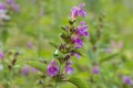 Galeopsis tetrahit, brittlestem hempnettle flowers closeup selective focus