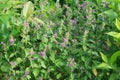 Galeopsis tetrahit, common hemp-nettle flowers in meadow