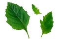 Galeopsis tetrahit common hemp-nettle leaf isolated on white background