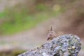 (Galerida cristata) on the ground