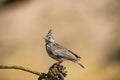 Galerida theklae or mountain lark, is a species of bird in the Alaudidae family Royalty Free Stock Photo