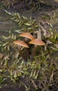 Galerina marginata a poisonous mushroom that contains the same deadly amatoxins found in Amanita phalloides