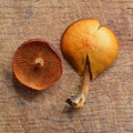 Galerina marginata mushroom