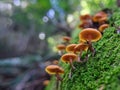 Galerina marginata mushrooms close-up among green moss Royalty Free Stock Photo