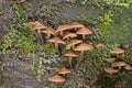 Galerina marginata a poisonous mushroom that contains the same deadly amatoxins found in Amanita phalloides