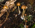 Galerina marginata toadstools on fallen tree, macro, selective focus Royalty Free Stock Photo