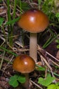 Galerina marginata toadstools in woods, macro, selective focus, shallow DOF Royalty Free Stock Photo
