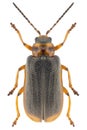 Galerucella nymphaeae beetle specimen Royalty Free Stock Photo