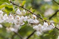 Galesia Karalinskaya or Lily-of-the-valley tree - a tree of snow drops or a tree of silver bells.