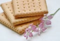 Galette cookies, on a white background, close-up. This is a dry savory cookie with a light puff texture