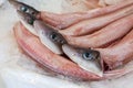 Galeus or Mustelus spp sharks at the greek fish market. Royalty Free Stock Photo