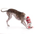 Galga espanol for the Christmas holidays