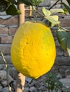 Galgal ripe fruit or Hill Lemon fruit closeup Royalty Free Stock Photo