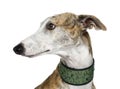 Galgo Espanol (4 years) Royalty Free Stock Photo