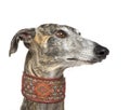 Galgo Espanol (4 years) Royalty Free Stock Photo