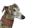 Galgo Espanol (4 years) Royalty Free Stock Photo