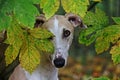 Galgo espanol