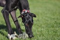 Galgo Espanol watching over its toy Royalty Free Stock Photo