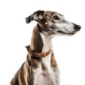 Galgo Espaol breed dog isolated on white background Royalty Free Stock Photo