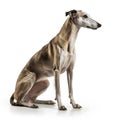 Galgo Espaol breed dog isolated on white background Royalty Free Stock Photo