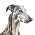 Galgo Espaol breed dog isolated on white background Royalty Free Stock Photo