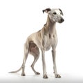 Galgo Espaol breed dog isolated on white background Royalty Free Stock Photo