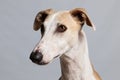 Galgo head portrait indoor Royalty Free Stock Photo