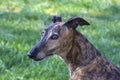 Portrait of Galgo Greyhound on Meadow Background Royalty Free Stock Photo