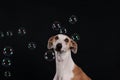 Galgo portrait in the studio