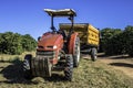 Coffee picker that fell to the ground during mechanized harvesting on a farm