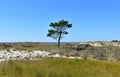 Beach with sand dunes, grass and pine tree. Blue sea and clear sky, sunny day. Galicia, Spain. Royalty Free Stock Photo