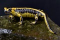 Galician Fire Salamander, Salamandra salamandra bernardezi Royalty Free Stock Photo