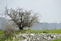 Galilee beautiful spring landscape with trees. Royalty Free Stock Photo