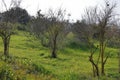 Galilee beautiful spring landscape with trees. Royalty Free Stock Photo