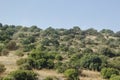 Galilee forest. Galillea mountains. Royalty Free Stock Photo
