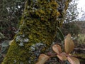 Many mushrooms and fungis on tree trunk in wet land