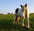 Galineers Cob (Traditional Gypsy cob, Irish Cob, Gypsy Horse) in Bavarian village Birkach (Germany)