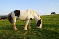 Galineers Cob (Traditional Gypsy cob, Irish Cob, Gypsy Horse) in Bavarian village Birkach (Germany)