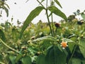 Galinsoga ciliata shaggy soldier Royalty Free Stock Photo