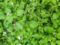 Galinsoga parviflora or Dumb-nettle in Flores, NTT, Indonesi