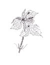 Galinsoga parviflora, kew weed ,gallant soldier, graphic black and white drawing, botanical sketch. Hand drawn flower. Medical