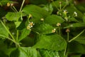 Galinsoga quadriradiata, Galinsoga ciliata shaggy soldier, Peruvian daisy, hairy galinsoga, fringed quickweed Royalty Free Stock Photo