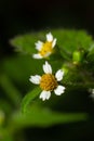 Galinsoga quadriradiata, Galinsoga ciliata shaggy soldier, Peruvian daisy, hairy galinsoga, fringed quickweed Royalty Free Stock Photo