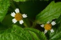 Galinsoga quadriradiata, Galinsoga ciliata shaggy soldier, Peruvian daisy, hairy galinsoga, fringed quickweed Royalty Free Stock Photo