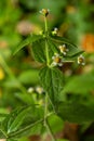 Galinsoga quadriradiata, Galinsoga ciliata shaggy soldier, Peruvian daisy, hairy galinsoga, fringed quickweed Royalty Free Stock Photo