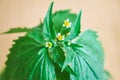 Galinsoga quadriradiata, Galinsoga ciliata shaggy soldier, Peruvian daisy, hairy galinsoga, fringed quickweed . Royalty Free Stock Photo