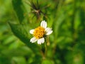 Galinsoga quadriradiata is a species of flowering plant in the family Asteraceae known by several common names, including shaggy