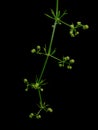 Galium aparine aka cleavers, goosegrass etc. Isolated on black. Seeds. Royalty Free Stock Photo